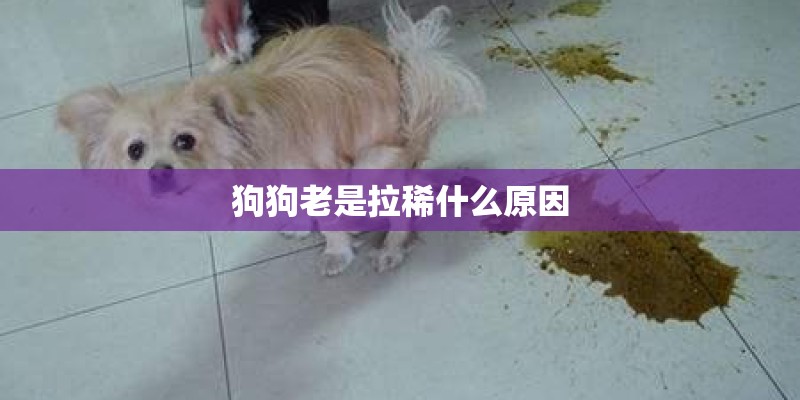 狗狗老是拉稀什么原因