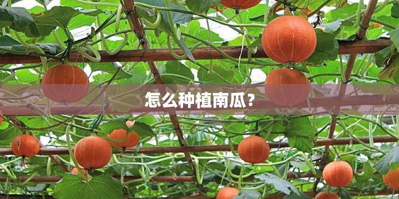 怎么种植南瓜？