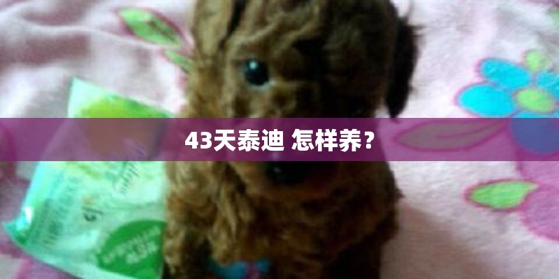 43天泰迪 怎样养？