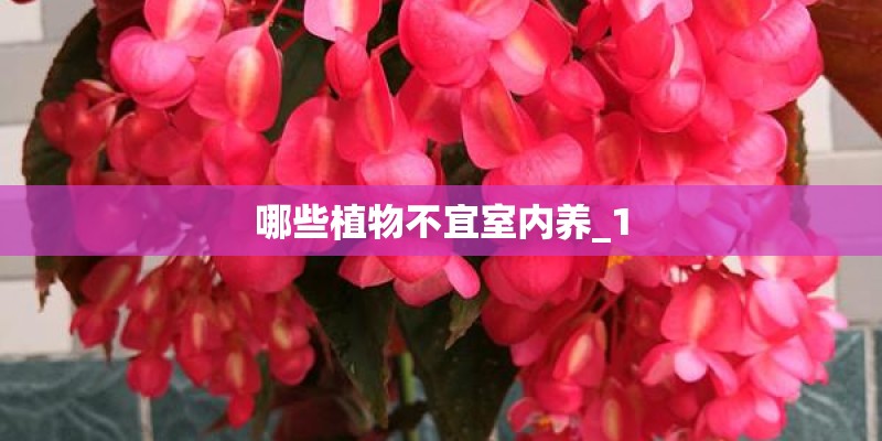哪些植物不宜室内养_1