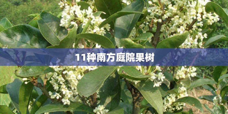 11种南方庭院果树