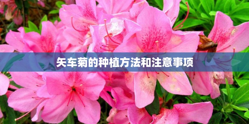 矢车菊的种植方法和注意事项