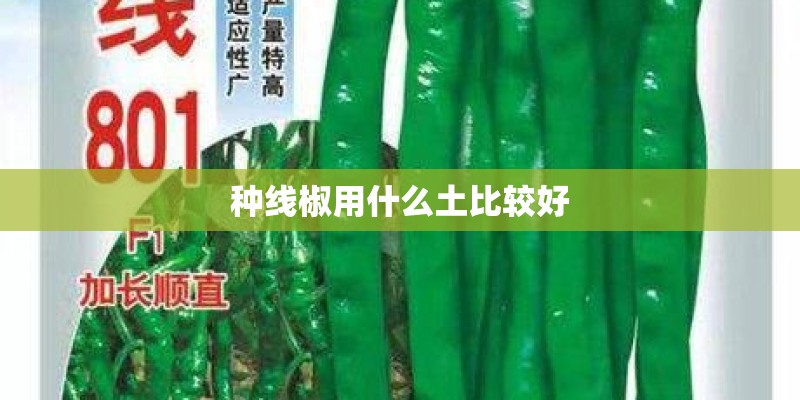 种线椒用什么土比较好
