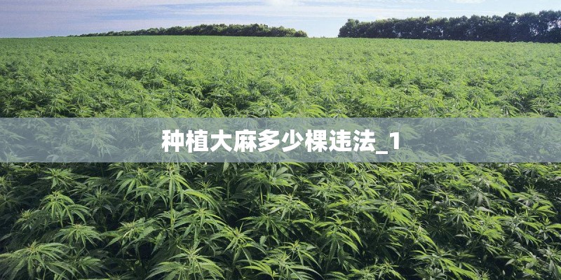 种植大麻多少棵违法_1