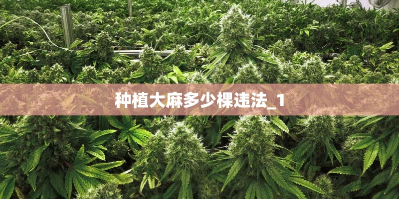 种植大麻多少棵违法_1