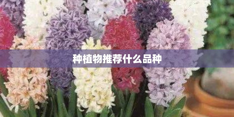 种植物推荐什么品种