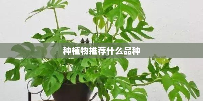 种植物推荐什么品种