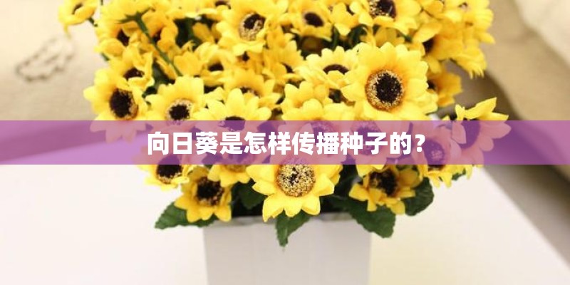 向日葵是怎样传播种子的？