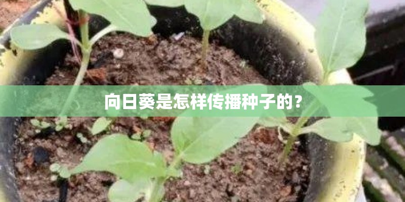 向日葵是怎样传播种子的？