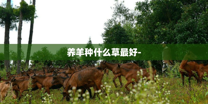 养羊种什么草最好-