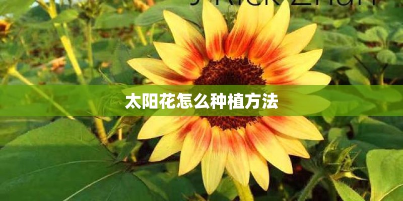 太阳花怎么种植方法