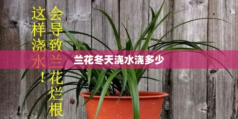 兰花冬天浇水浇多少