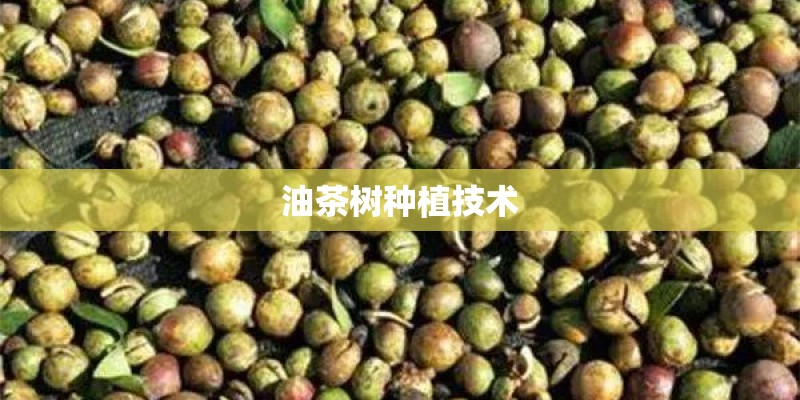 油茶树种植技术