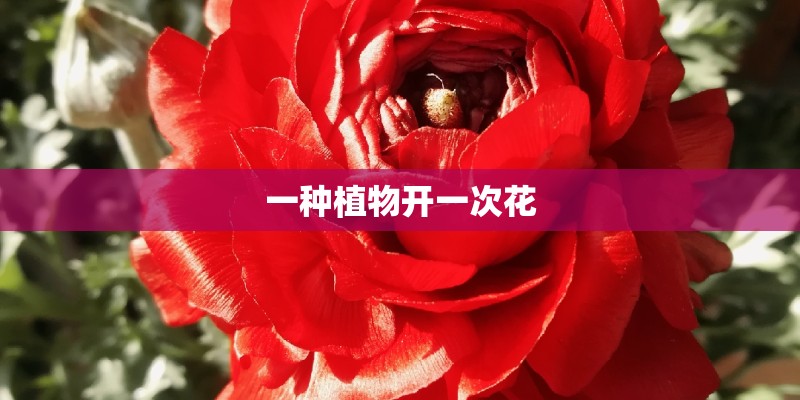 一种植物开一次花