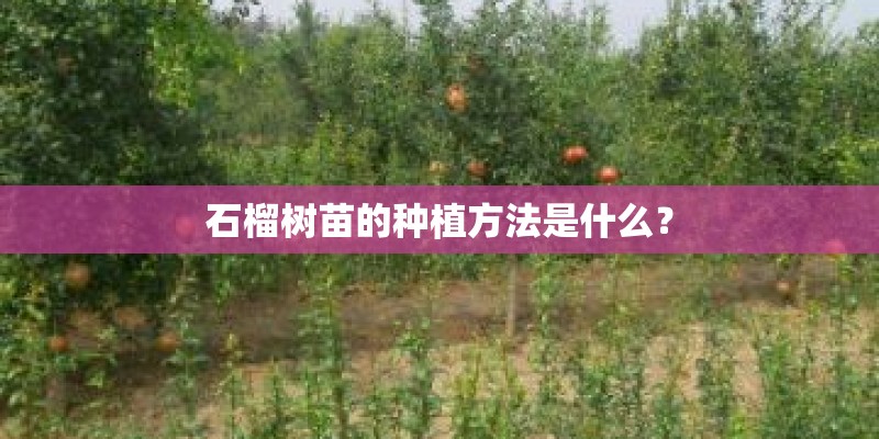 石榴树苗的种植方法是什么？