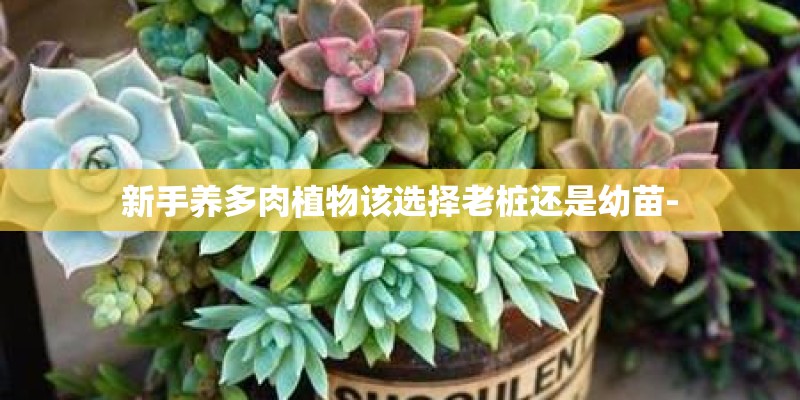 新手养多肉植物该选择老桩还是幼苗-