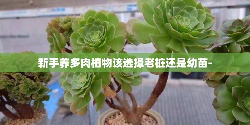 新手养多肉植物该选择老桩还是幼苗-