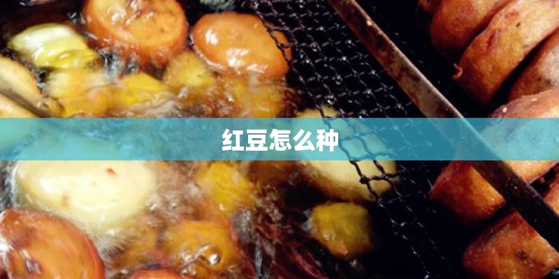 红豆怎么种