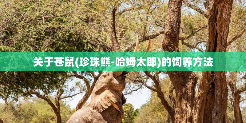关于苍鼠(珍珠熊-哈姆太郎)的饲养方法