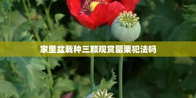 于毅老婆朱莉个人资料简介