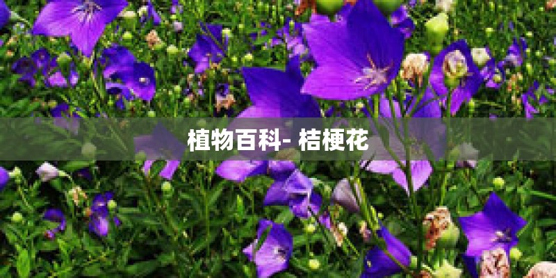 植物百科- 桔梗花