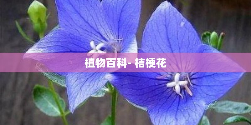 植物百科- 桔梗花