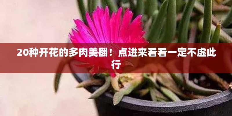 20种开花的多肉美翻！点进来看看一定不虚此行