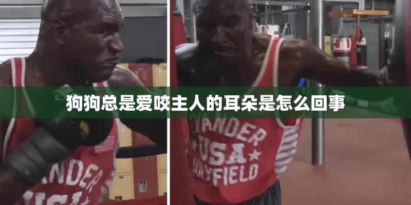 狗狗总是爱咬主人的耳朵是怎么回事