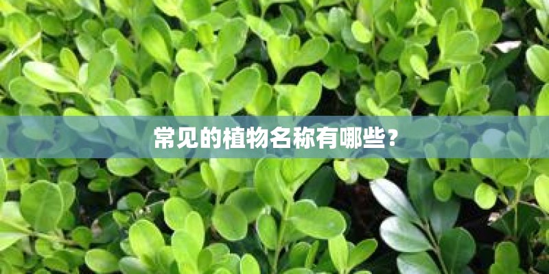 常见的植物名称有哪些？