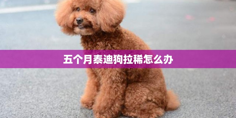 五个月泰迪狗拉稀怎么办