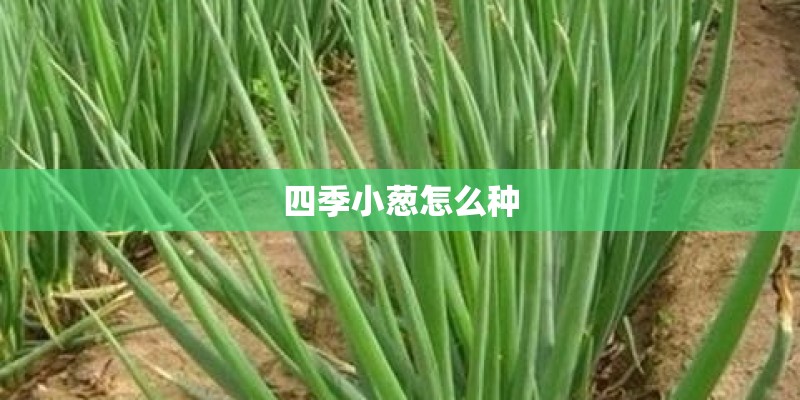 四季小葱怎么种