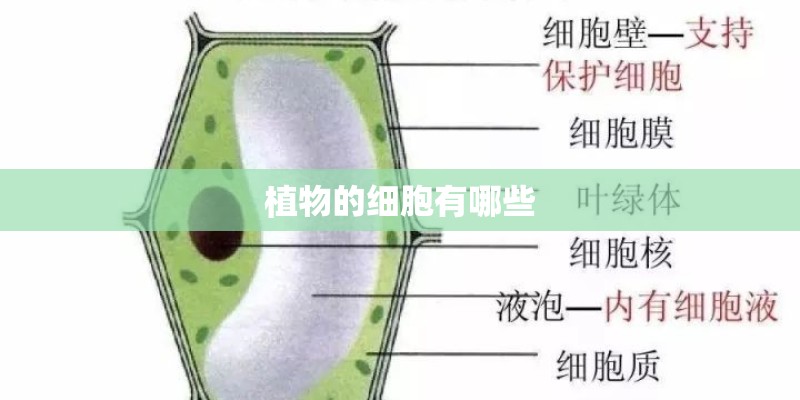 植物的细胞有哪些