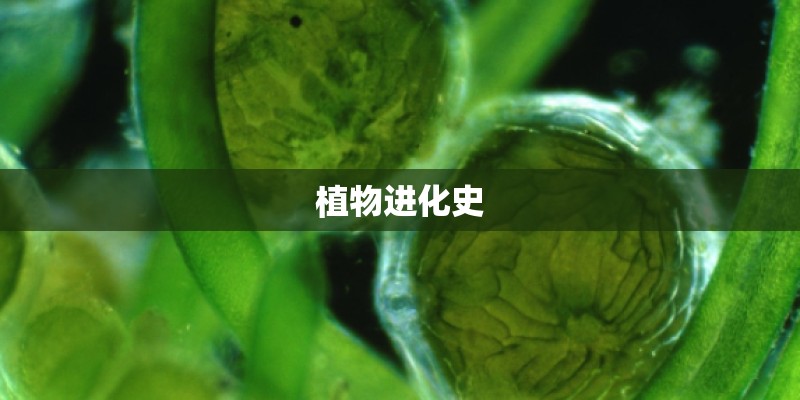 植物进化史