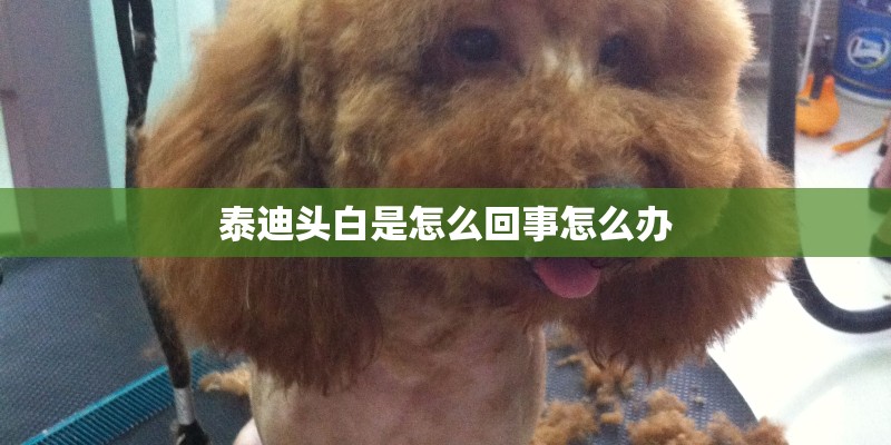 泰迪头白是怎么回事怎么办