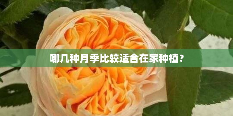 哪几种月季比较适合在家种植？