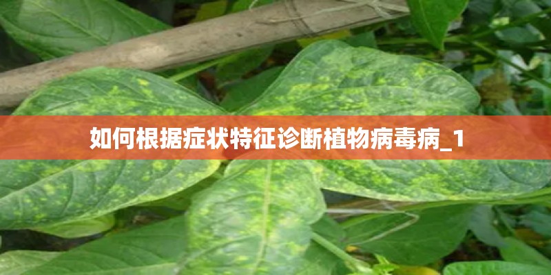 如何根据症状特征诊断植物病毒病_1