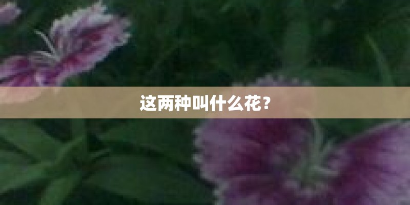 这两种叫什么花？