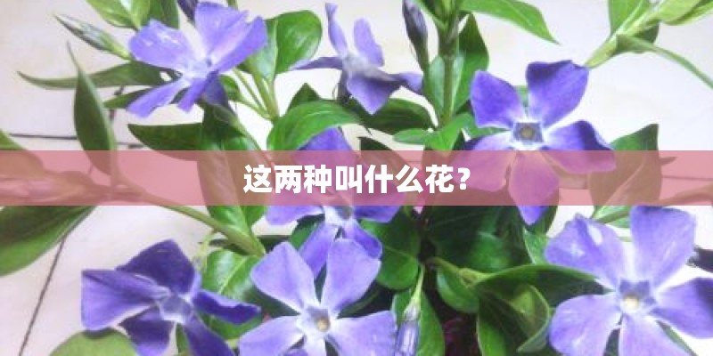 这两种叫什么花？