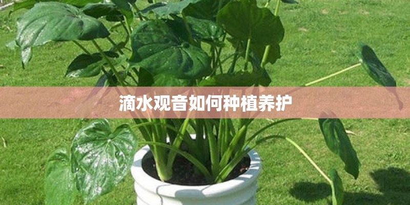 滴水观音如何种植养护