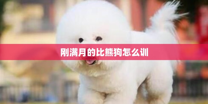 刚满月的比熊狗怎么训