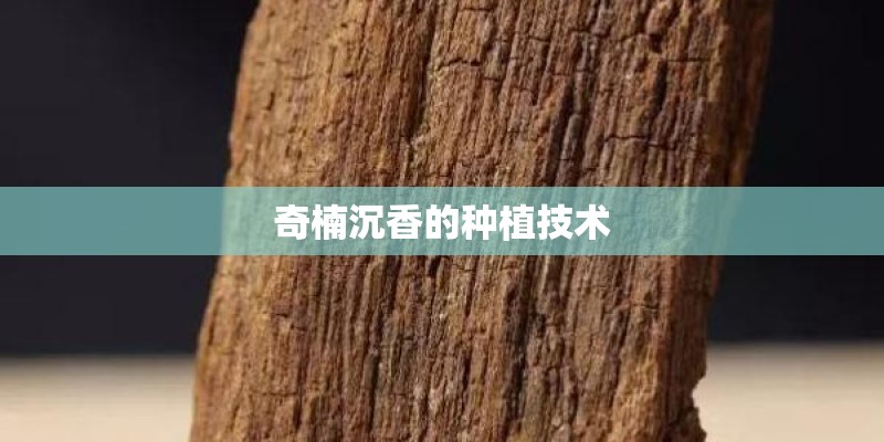 奇楠沉香的种植技术
