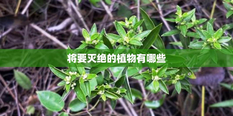 将要灭绝的植物有哪些