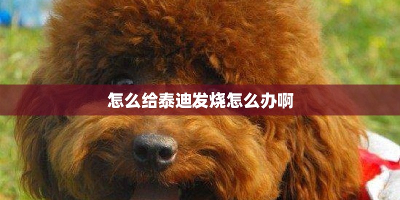 怎么给泰迪发烧怎么办啊