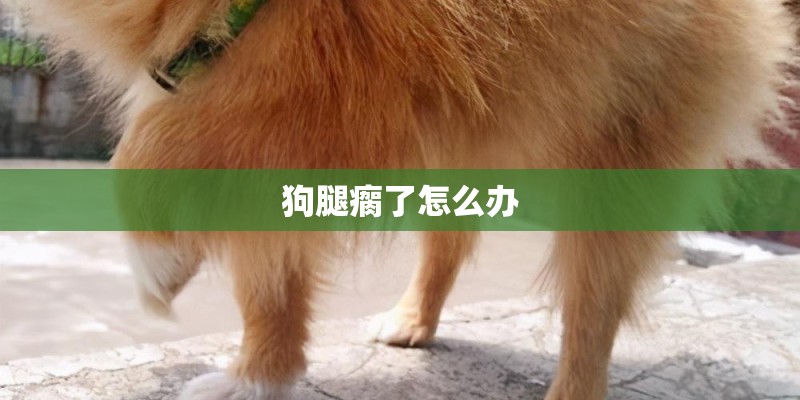 狗腿瘸了怎么办