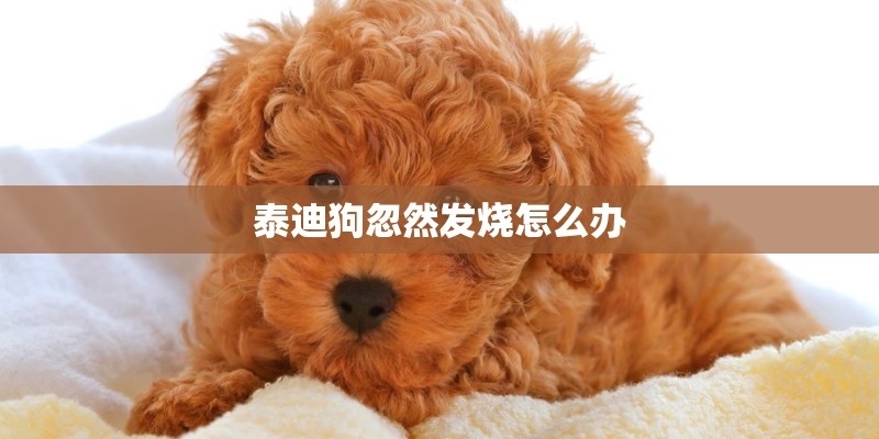 泰迪狗忽然发烧怎么办