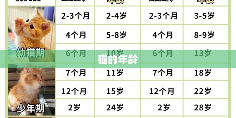 猫的年龄