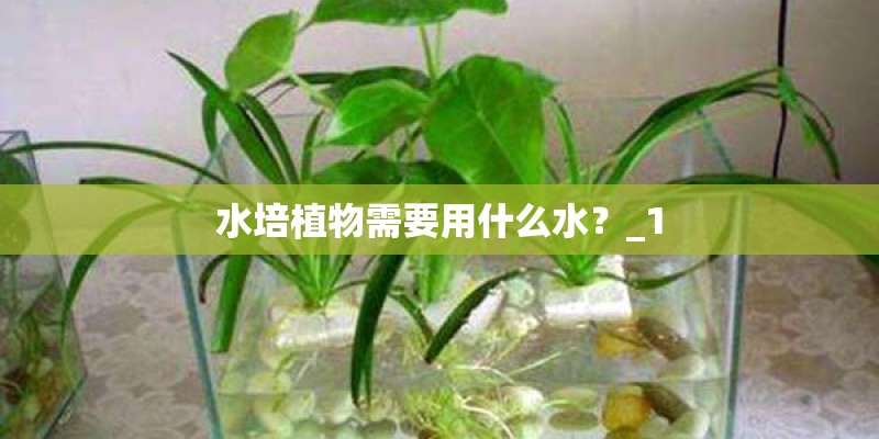 水培植物需要用什么水？_1