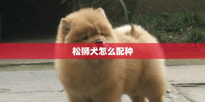 松狮犬怎么配种