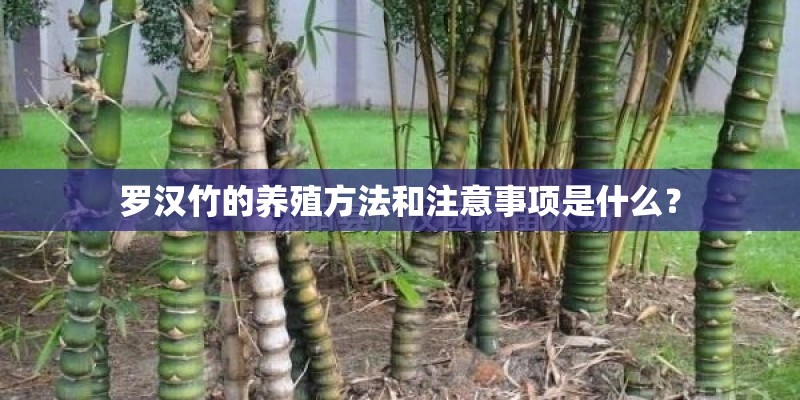 罗汉竹的养殖方法和注意事项是什么？