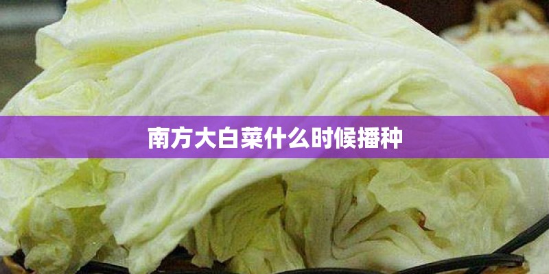 南方大白菜什么时候播种